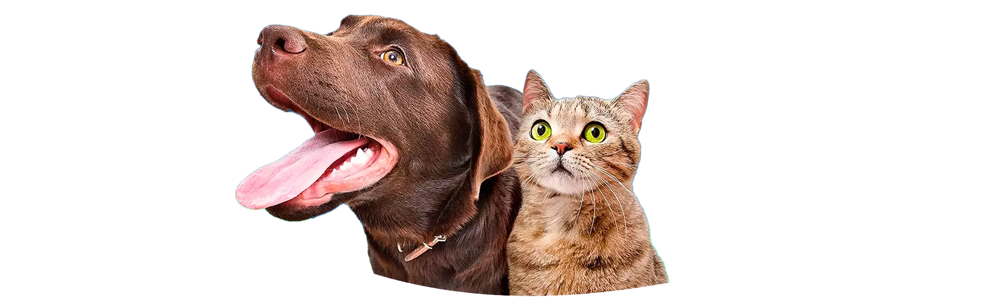 Cão e Gato